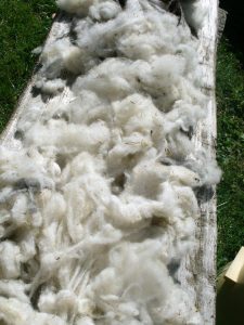 raw wool